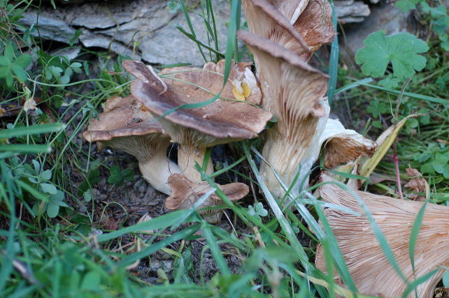 Pleurotus eryngii?